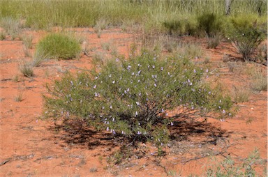 APII jpeg image of Eremophila gilesii subsp. gilesii  © contact APII