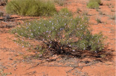 APII jpeg image of Eremophila gilesii subsp. gilesii  © contact APII