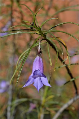 APII jpeg image of Eremophila gilesii subsp. gilesii  © contact APII