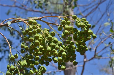 APII jpeg image of Codonocarpus cotinifolius  © contact APII