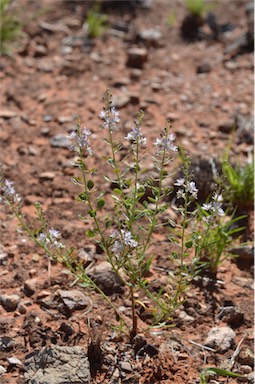 APII jpeg image of Lepidium phlebopetalum  © contact APII