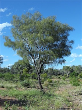 APII jpeg image of Acacia estrophiolata  © contact APII