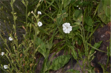 APII jpeg image of Nicotiana velutina  © contact APII