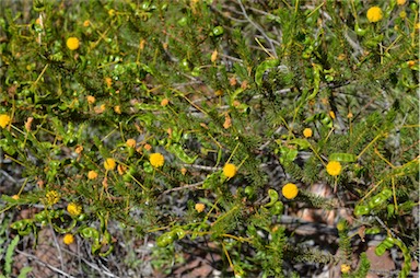 APII jpeg image of Acacia spondylophylla  © contact APII