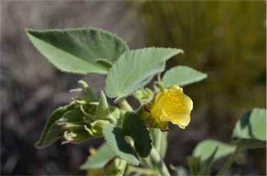 APII jpeg image of Abutilon leucopetalum  © contact APII