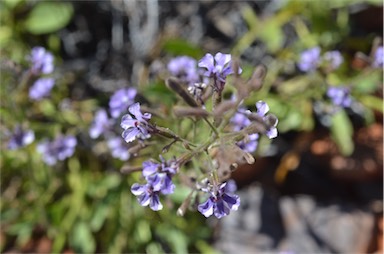 APII jpeg image of Goodenia ramelii  © contact APII