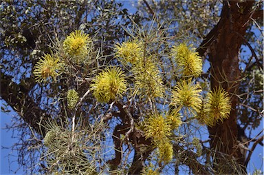 APII jpeg image of Hakea divaricata  © contact APII