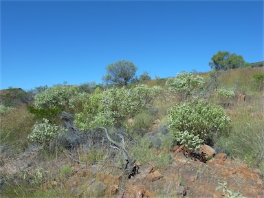 APII jpeg image of Prostanthera striatiflora  © contact APII