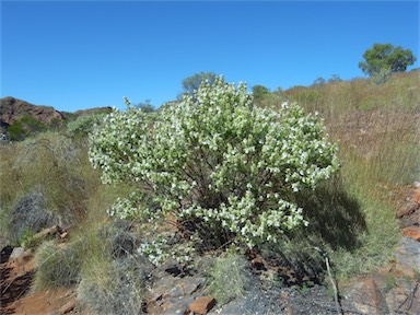 APII jpeg image of Prostanthera striatiflora  © contact APII