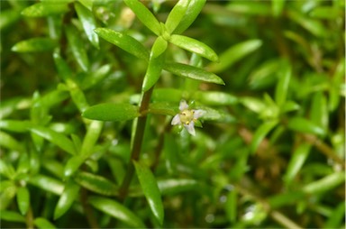 APII jpeg image of Crassula helmsii  © contact APII