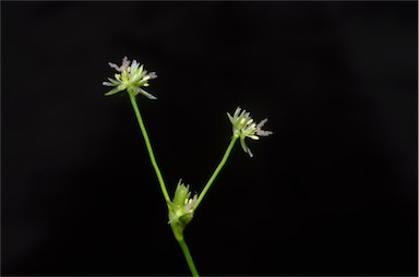 APII jpeg image of Juncus bulbosus  © contact APII