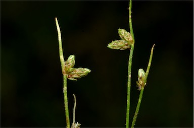 APII jpeg image of Isolepis multicaulis  © contact APII