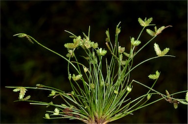 APII jpeg image of Isolepis levynsiana  © contact APII