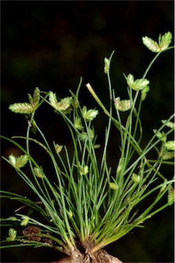 APII jpeg image of Isolepis levynsiana  © contact APII