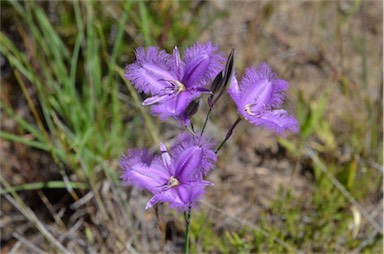 APII jpeg image of Thysanotus tuberosus subsp. tuberosus  © contact APII