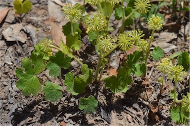 APII jpeg image of Hydrocotyle laxiflora  © contact APII