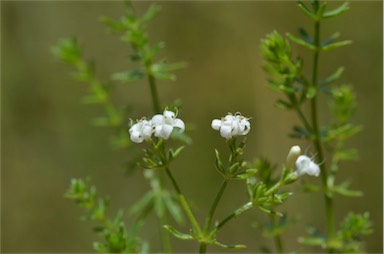 APII jpeg image of Asperula conferta  © contact APII