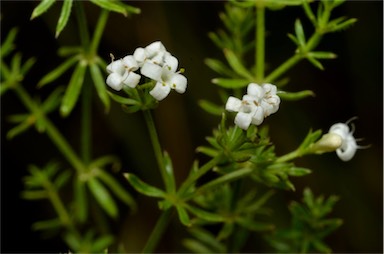 APII jpeg image of Asperula conferta  © contact APII