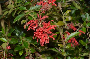 APII jpeg image of Grevillea 'Ruby Jewel'  © contact APII