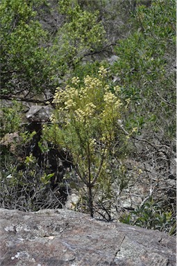 APII jpeg image of Astrotricha linearis  © contact APII