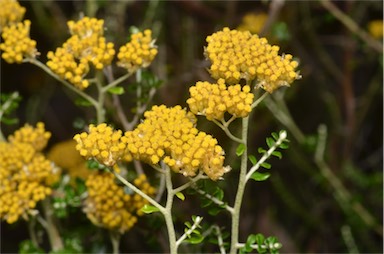 APII jpeg image of Ozothamnus obcordatus  © contact APII