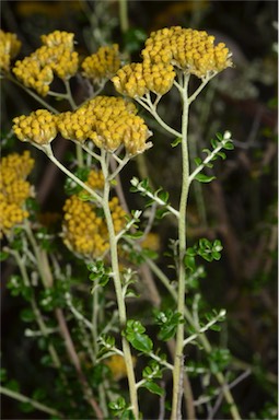 APII jpeg image of Ozothamnus obcordatus  © contact APII