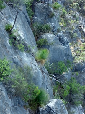 APII jpeg image of Xanthorrhoea glauca subsp. angustifolia  © contact APII