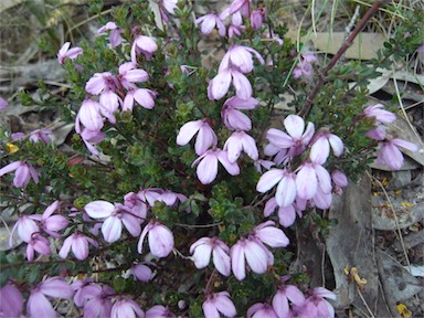 APII jpeg image of Tetratheca bauerifolia  © contact APII