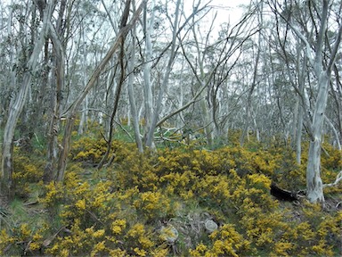 APII jpeg image of Bossiaea foliosa  © contact APII