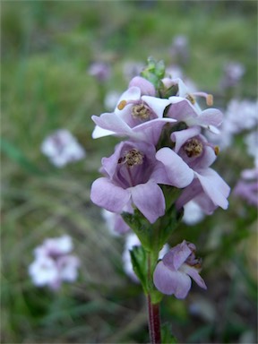 APII jpeg image of Euphrasia collina subsp. paludosa  © contact APII