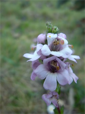 APII jpeg image of Euphrasia collina subsp. paludosa  © contact APII