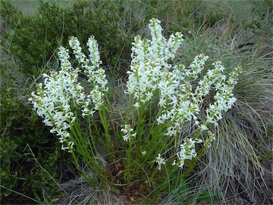 APII jpeg image of Stackhousia monogyna  © contact APII