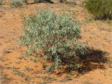 APII jpeg image of Eremophila longifolia  © contact APII