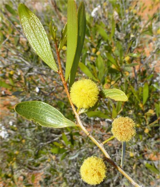 APII jpeg image of Acacia dictyophleba  © contact APII