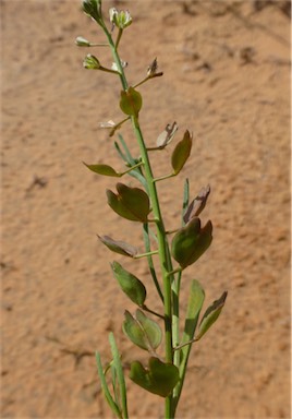 APII jpeg image of Lepidium phlebopetalum  © contact APII