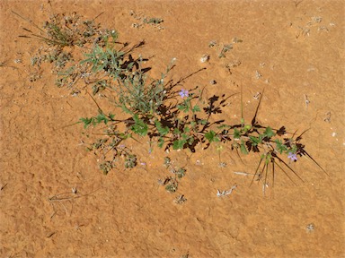 APII jpeg image of Erodium cygnorum  © contact APII