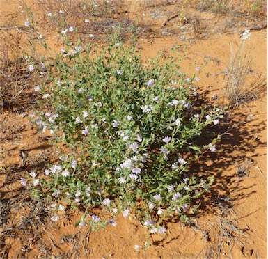 APII jpeg image of Scaevola parvibarbata  © contact APII