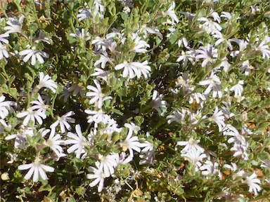 APII jpeg image of Scaevola parvibarbata  © contact APII