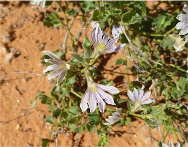 APII jpeg image of Scaevola parvibarbata  © contact APII