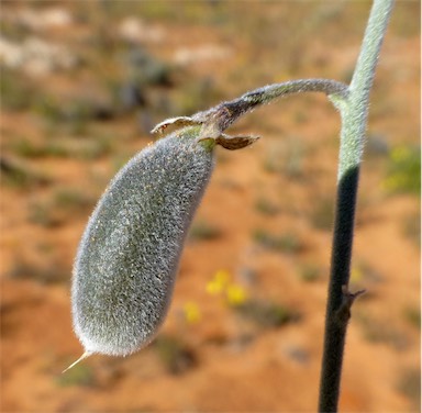 APII jpeg image of Isotropis wheeleri  © contact APII