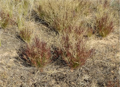 APII jpeg image of Eragrostis pergracilis  © contact APII