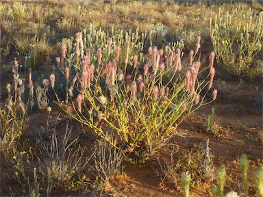 APII jpeg image of Ptilotus polystachyus  © contact APII