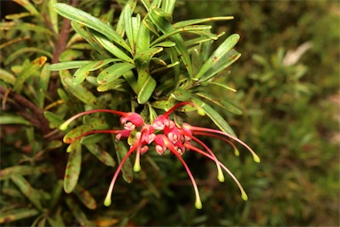 APII jpeg image of Grevillea obtusifolia  © contact APII