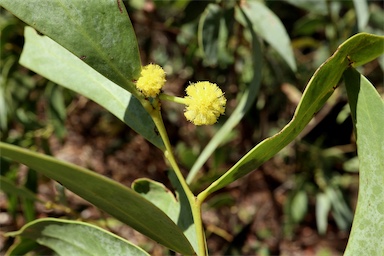 APII jpeg image of Acacia confluens  © contact APII