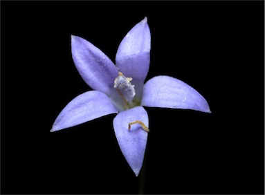 APII jpeg image of Wahlenbergia graniticola  © contact APII