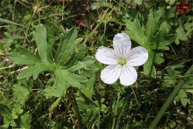 APII jpeg image of Geranium neglectum  © contact APII