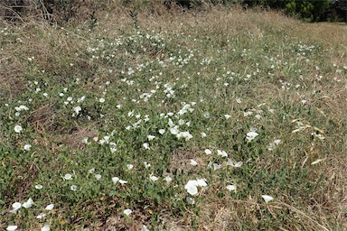 APII jpeg image of Convolvulus arvensis  © contact APII