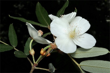 APII jpeg image of Eucryphia moorei  © contact APII