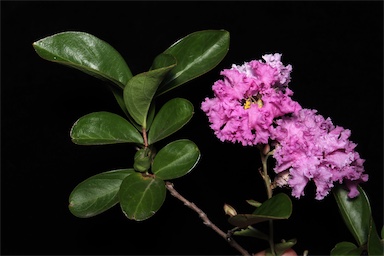 APII jpeg image of Lagerstroemia indica  © contact APII