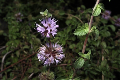 APII jpeg image of Mentha pulegium  © contact APII